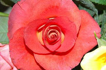 Image showing Red rose