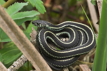 Image showing Garden Snake