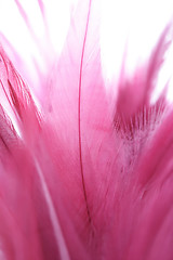 Image showing Pink feathers