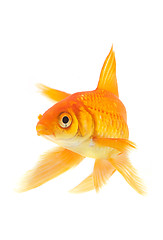 Image showing Goldfish