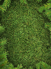 Image showing Christmas spruce  texture