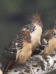 Image showing Hoatzin, prehistoric bird, Ecuador