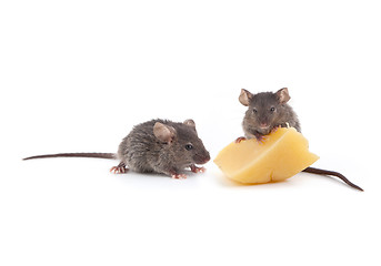 Image showing Mouse and cheese