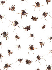 Image showing Spiders