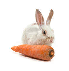 Image showing White small rabbit