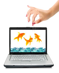 Image showing Goldfish