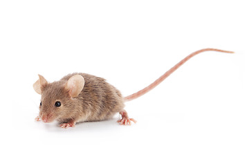 Image showing Small mouse