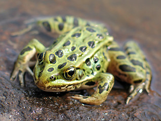 Image showing Leopard Frog