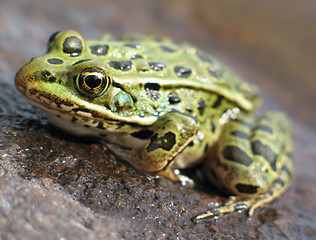 Image showing Leopard Frog 2