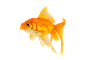 Image showing Goldfish