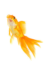 Image showing Goldfish