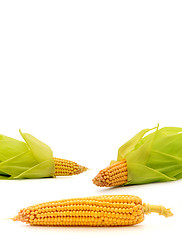 Image showing Corn