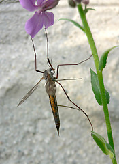 Image showing Hanging bug.