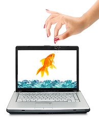 Image showing Goldfish