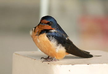 Image showing Swallow chick in spring.