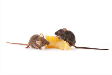 Image showing Mice and cheese