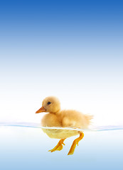 Image showing The yellow duckling swimming