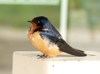 Image showing Swallow chick in spring.