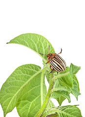Image showing Colorado potato beetle