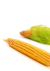 Image showing Corn