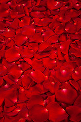 Image showing Background of red rose petals