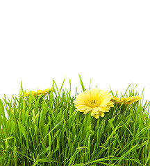 Image showing Isolated green grass with yellow flowers