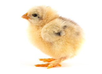 Image showing The yellow small chick