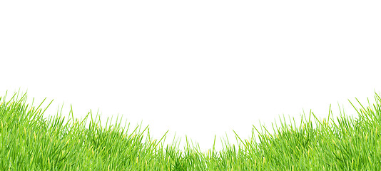 Image showing Isolated green grass