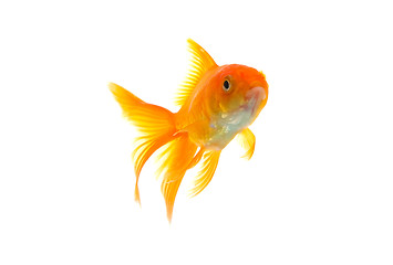 Image showing Goldfish