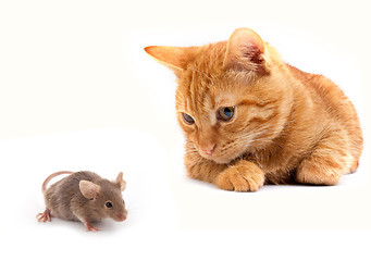 Image showing Mouse and cat