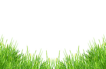 Image showing Grass