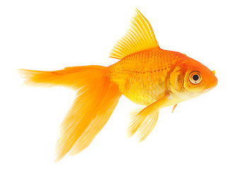 Image showing Goldfish