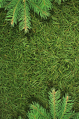 Image showing Christmas spruce  texture