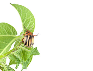 Image showing Colorado potato beetle