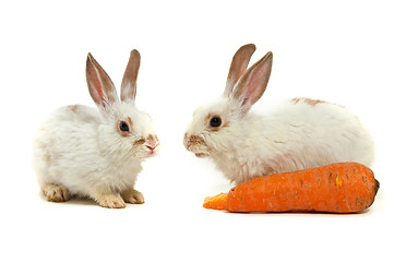 Image showing White small rabbit