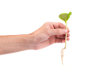 Image showing Male hand hold a small sprout and an earth handful