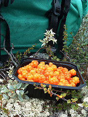 Image showing Cloudberry