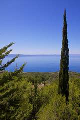 Image showing Dalmatian coast