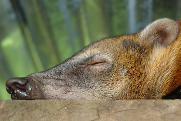 Image showing sleeping koati