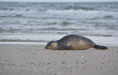 Image showing Seal on the beach