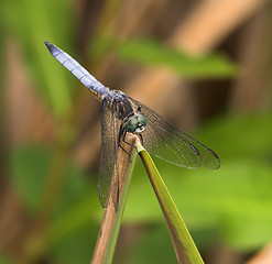 Image showing Blue Dragonfly