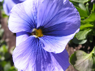 Image showing blue pansy