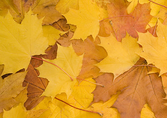 Image showing Colorful maple leaves in autumn 