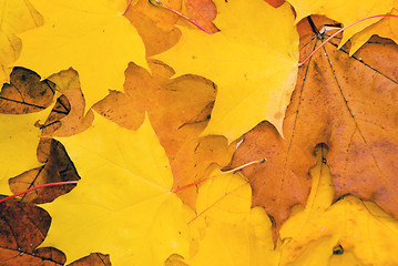 Image showing Natural maple leaves in autumn