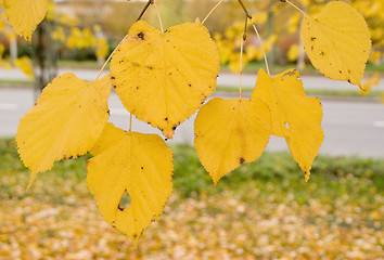Image showing Yellow autumn leaves 