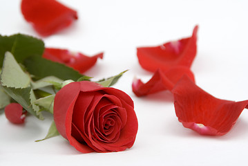 Image showing Single rose and petals around 