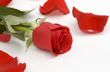 Image showing Red rose and rose petals 