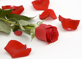 Image showing Single rose and some red petals 