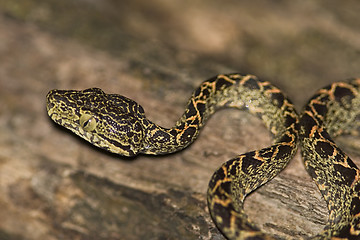 Image showing Amazon Tree Boa, Ecuador