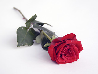 Image showing Beautiful red rose 